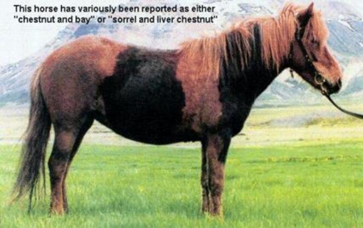 Brindle__Miljon_fra_Grund729x459-1.jpg