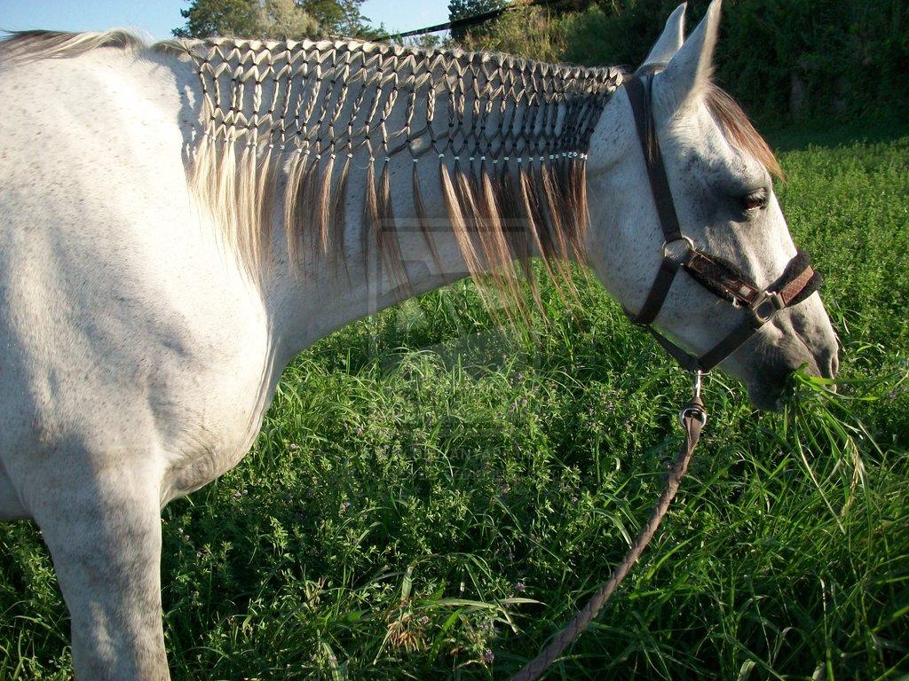 Llovió Sobre Caballo Friesiano Con Pelo Sin Peinar Foto de archivo  Imagen  de bosquejo doméstico 207213900