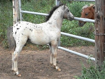 267153_reg_black_leopard_appaloosa_colt_-1.jpg