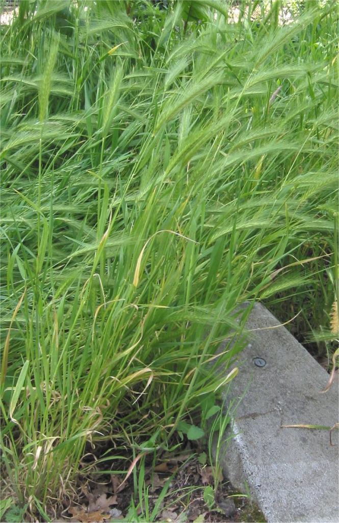 Kruipertje_Hordeum_murinum_plant-1.jpg