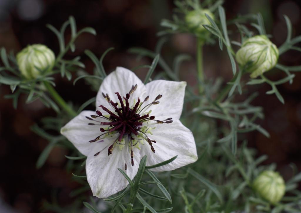 Nigella_sativa-1.jpg