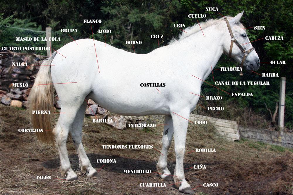 nubepartesdelcaballoilunaes_-1.jpg