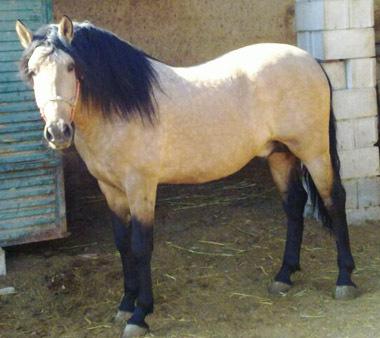 24218_vendo_caballo_pre_color_bayo_photo-1.jpg
