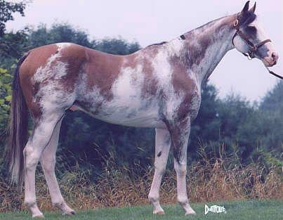puchilingui-1.jpg