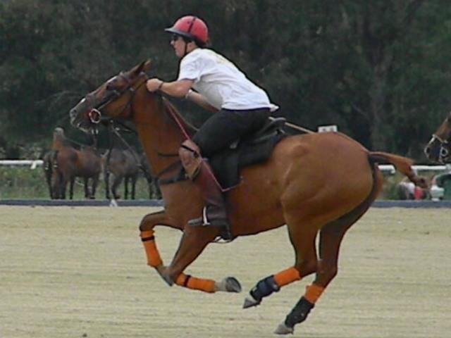 caballos305-1.jpg