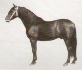 1230886260jpgancho160alto137-1.jpg
