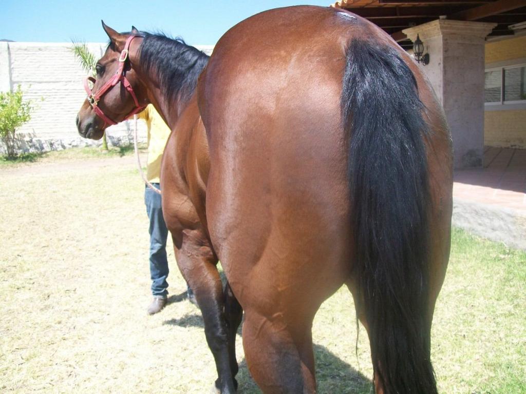 caballocuartodemilladeconformacionregist-1.jpg