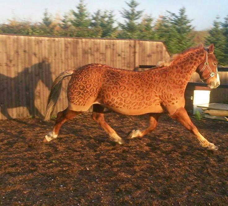 Unique2BLooks2Bfor2BYour2BHorse2Bby2BPea-1.jpg