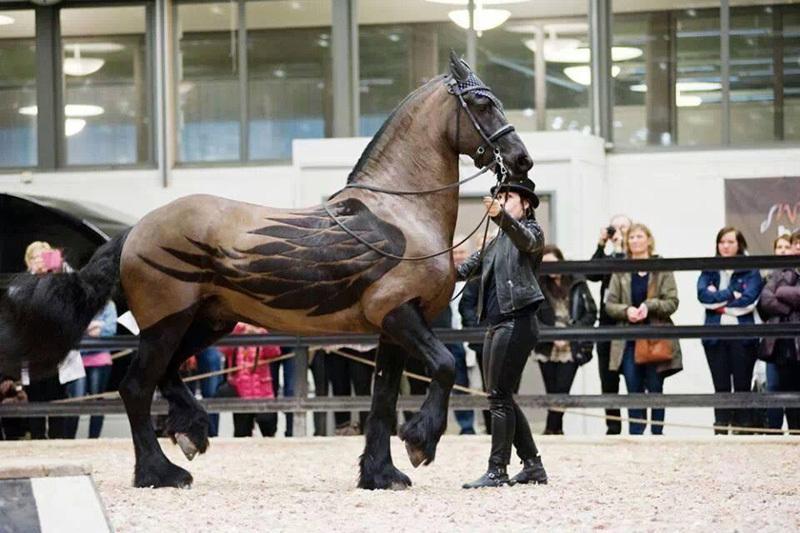 horsewithwingsforhaircutreallifepegasus-1.jpg