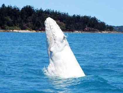 ballenablancawhitsundaysaustralia-1.jpg