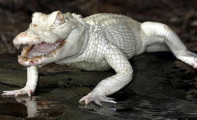 cocodriloalbino3-1.jpg
