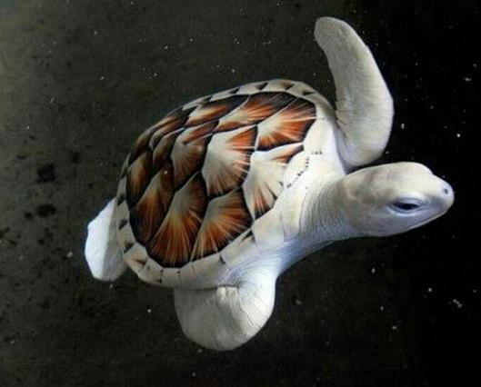 tortugaalbinajpgw600-1.jpg