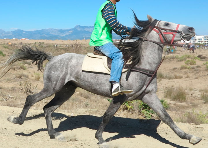 caballo-cuello-invertido.jpg