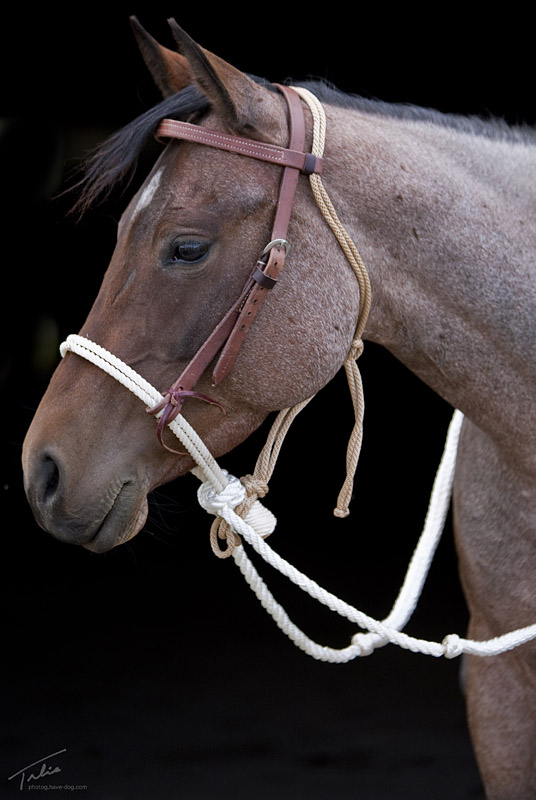 HV30-Dble-Rope-Hackamore-536-x-800-1-072412-DMT5709.jpg