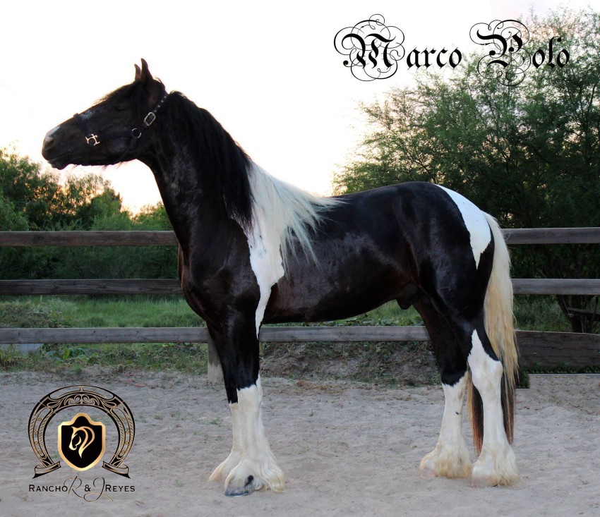 Marco Polo-Gypsian Stallion.jpg
