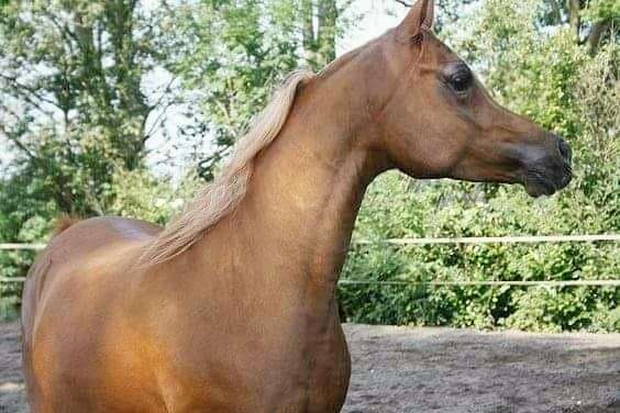 white-mane-arabian-horse.jpg