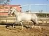 fotillos4 051.jpg