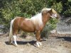 caballo miniatura yeguada MagicEquus.jpg