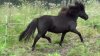 yegua negra, Yeguada MagicEquus.jpg