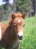 potro caballo miniatura Yeguada MagicEquus.jpg
