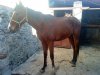 caballo4.jpg