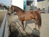 DSC01080.jpg