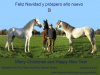 felicitacion caballos 2.jpg