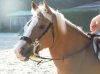 hackamore.jpg