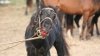 2861127_los_caballos_sa_caballo1.jpg