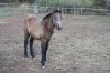 CABALLOS 070.jpg