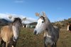 bichas 2012 040.jpg