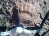 mano oso pamporquero.jpg