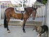 caballos 183.jpg