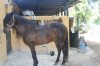 fotos caballos 031.jpg