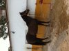 Caballo.jpg