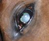 catarata equina 2.jpg