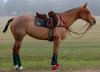 polo knot 3.jpg