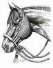 bosal2.jpg bosal2.jpg