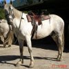 caballo_adan.jpg