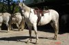 caballo_adan (1).jpg