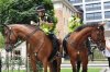 mounted police.jpg