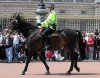Mounted.police 4.jpg
