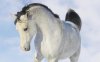 Animals_Wallpapers_Horse_Wallpaper-20.jpg
