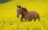 Animals_Wallpapers_Horse_Wallpaper-29.jpg
