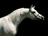 Arabian-Stallion.jpg