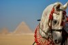 hd-arabian-horse-wallpaper-5.jpg