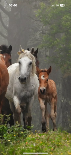 IMG_9008.png IMG_9008.png