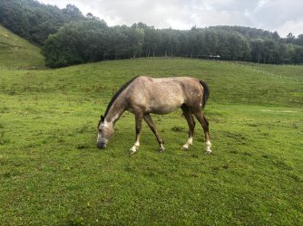 IMG_2918.jpeg