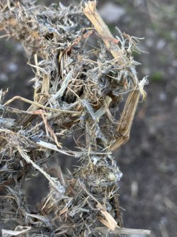 IMG_5613.jpeg