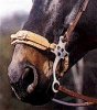Hackamore.jpg